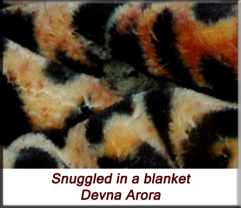 Devna Arora - Indian palm squirrel - Snuggled in a blanket